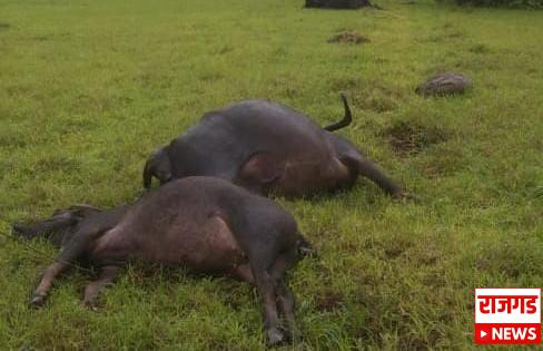 काळाचा घाला: भोरमधील वेळवंड येथील तीन म्हशींचा विजेच्या धक्क्यात मृत्यू