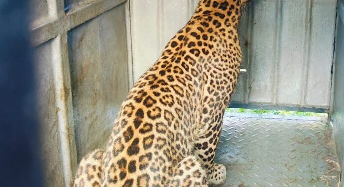 शिरूर: जांबूतमधील बिबट्या वनविभागाकडून जेरबंद; दोन दिवसात बिबट्या पकडल्याने नागरिकांमध्ये समाधान