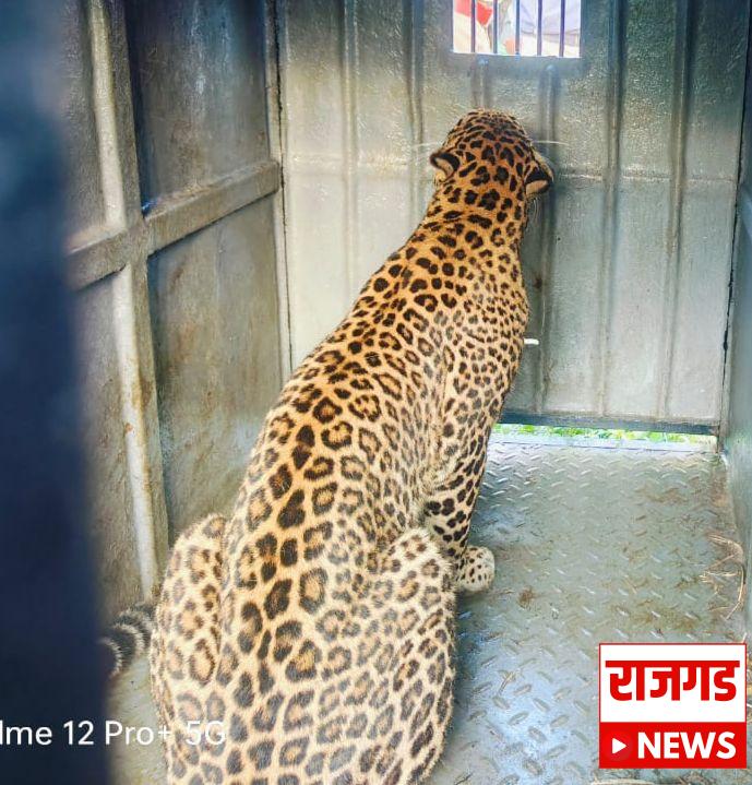 शिरूर: जांबूतमधील बिबट्या वनविभागाकडून जेरबंद; दोन दिवसात बिबट्या पकडल्याने नागरिकांमध्ये समाधान