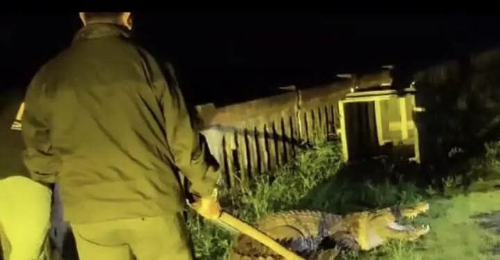 बापरे! महाकाय मगरीने उडवली सगळ्यांचीच झोप; मगरीच्या दहशतीमुळे सुरक्षा रक्षकांची घाबरगुंडी