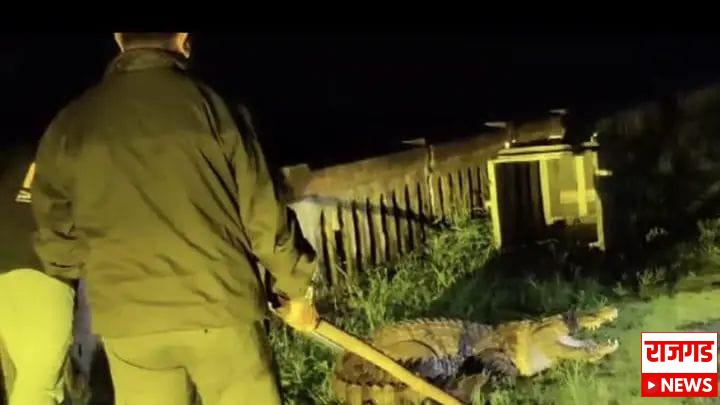 बापरे! महाकाय मगरीने उडवली सगळ्यांचीच झोप; मगरीच्या दहशतीमुळे सुरक्षा रक्षकांची घाबरगुंडी