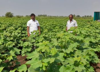 Daund: तालुक्यातील पारगांव येथील शेतकरी विजय शिवरकर यांनी सात एकर जमीनीवर फुलवलं पांढर सोनं