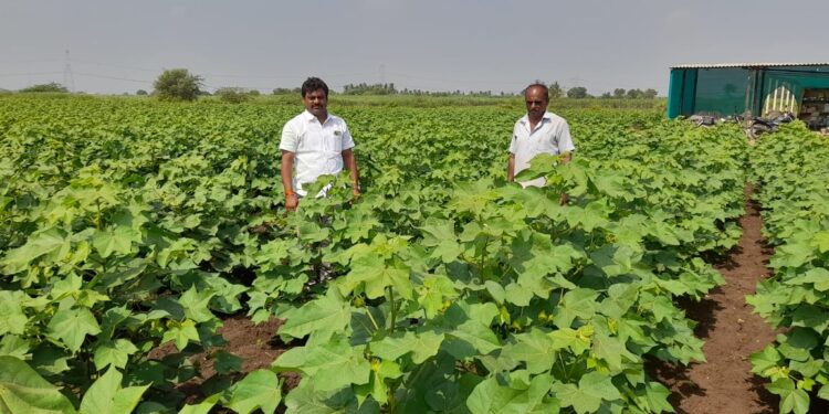 Daund: तालुक्यातील पारगांव येथील शेतकरी विजय शिवरकर यांनी सात एकर जमीनीवर फुलवलं पांढर सोनं