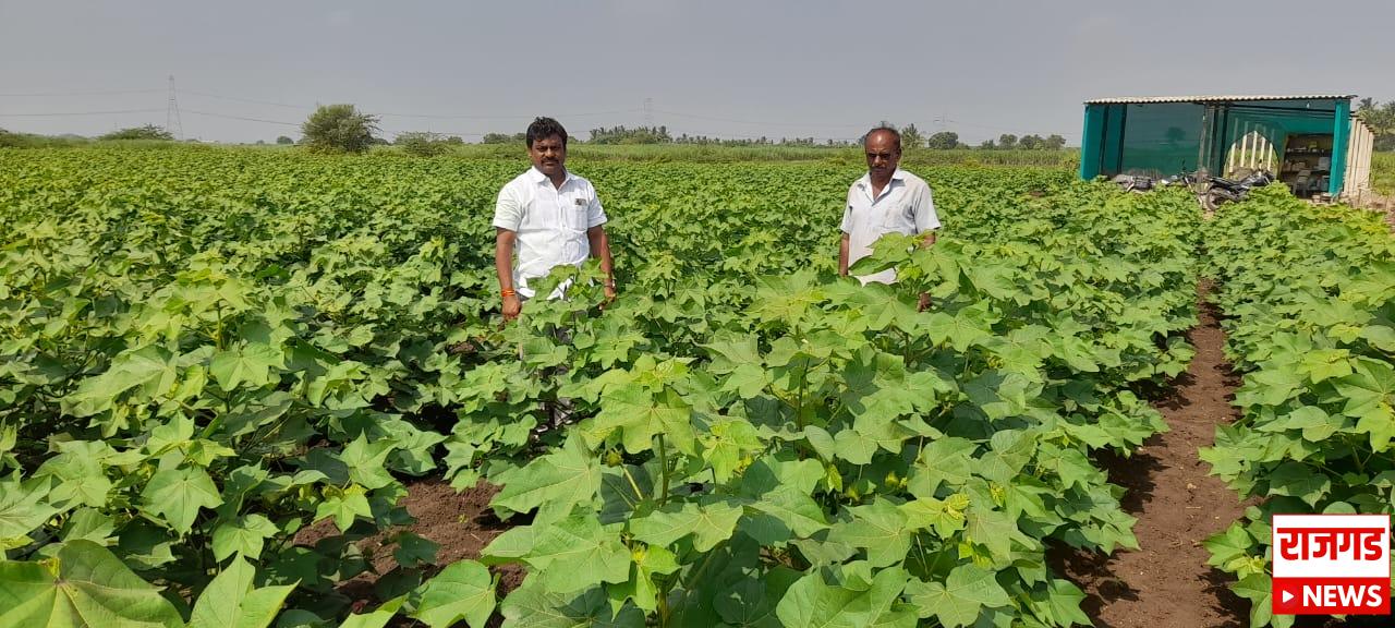Daund: तालुक्यातील पारगांव येथील शेतकरी विजय शिवरकर यांनी सात एकर जमीनीवर फुलवलं पांढर सोनं