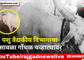 Khedshivapur: पशु वैद्यकीय विभागाचा सावळा गोंधळ चव्हाट्यावर; लंपीच्या रोगाने गाय दगावली