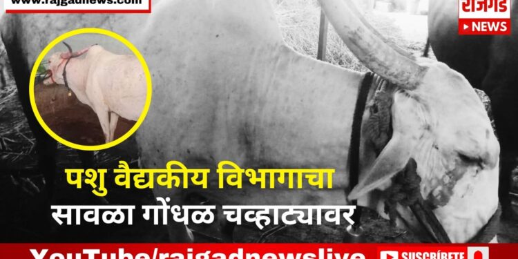 Khedshivapur: पशु वैद्यकीय विभागाचा सावळा गोंधळ चव्हाट्यावर; लंपीच्या रोगाने गाय दगावली