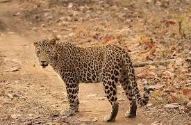 lohagaon: राजारामबापू पाटील महाविद्यालयाच्या नजीक बिबट्याचा वावर; व्हिडिओतून दिसून आला बिबट्याचा मुक्त संचार