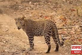 lohagaon: राजारामबापू पाटील महाविद्यालयाच्या नजीक बिबट्याचा वावर; व्हिडिओतून दिसून आला बिबट्याचा मुक्त संचार