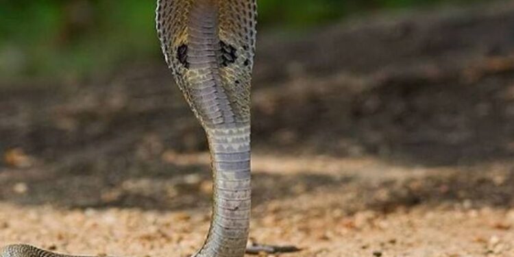 सर्पदंशामुळे अवघ्या २ वर्षांच्या चिमुकलीचा दुर्देवी मृत्यू; प्राथिमिक आरोग्य केंद्राच्या ढिसाळ कारभाने घेतला मुलीचा जीव