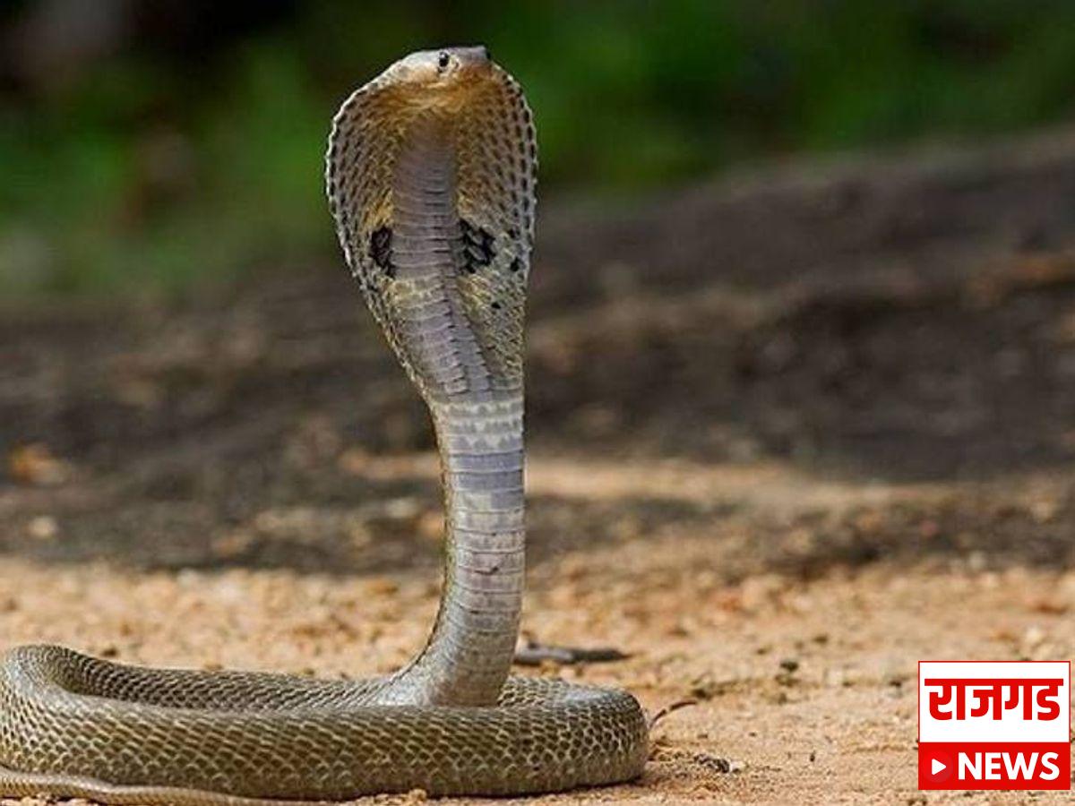 सर्पदंशामुळे अवघ्या २ वर्षांच्या चिमुकलीचा दुर्देवी मृत्यू; प्राथिमिक आरोग्य केंद्राच्या ढिसाळ कारभाने घेतला मुलीचा जीव