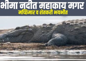 पारगांव: भीमा नदीत महाकाय मगर, मच्छिमार व शेतकरी भयभीत.