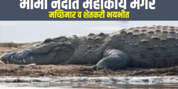 पारगांव: भीमा नदीत महाकाय मगर, मच्छिमार व शेतकरी भयभीत.