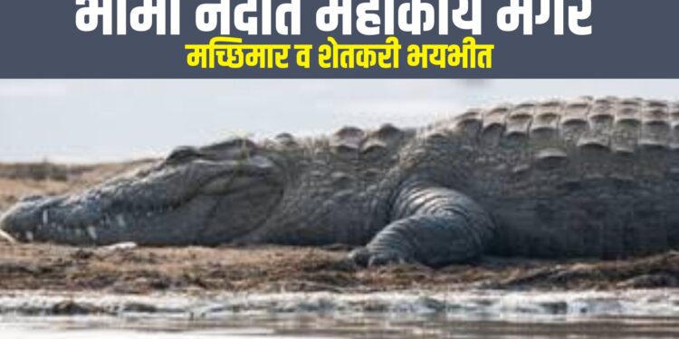 पारगांव: भीमा नदीत महाकाय मगर, मच्छिमार व शेतकरी भयभीत.