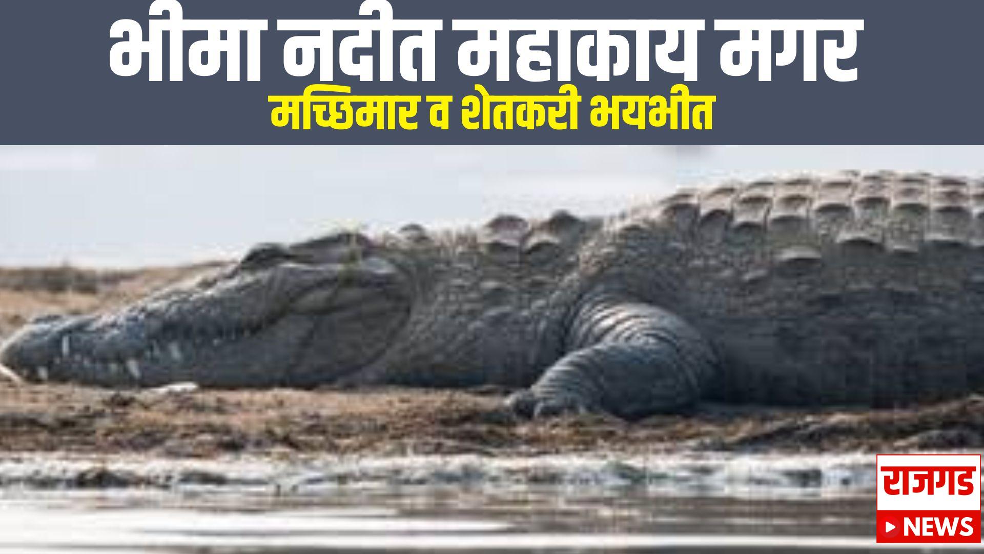 पारगांव: भीमा नदीत महाकाय मगर, मच्छिमार व शेतकरी भयभीत.