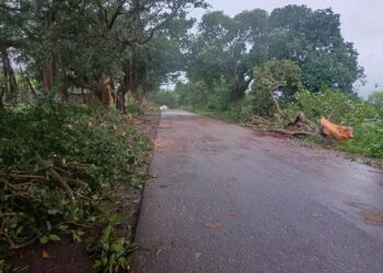 महाड-पढंरपूर रस्ता रुंदीकरणात पूरातन वृक्षांची मोठ्या प्रमाणावर तोड; वृक्षांची लागवड करण्याची वृक्षप्रेमींची मागणी