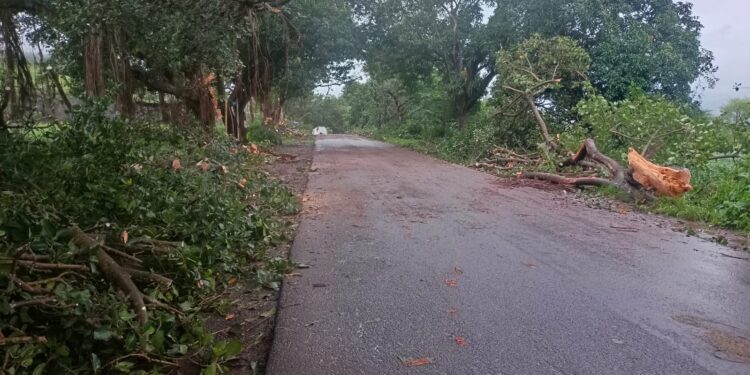 महाड-पढंरपूर रस्ता रुंदीकरणात पूरातन वृक्षांची मोठ्या प्रमाणावर तोड; वृक्षांची लागवड करण्याची वृक्षप्रेमींची मागणी