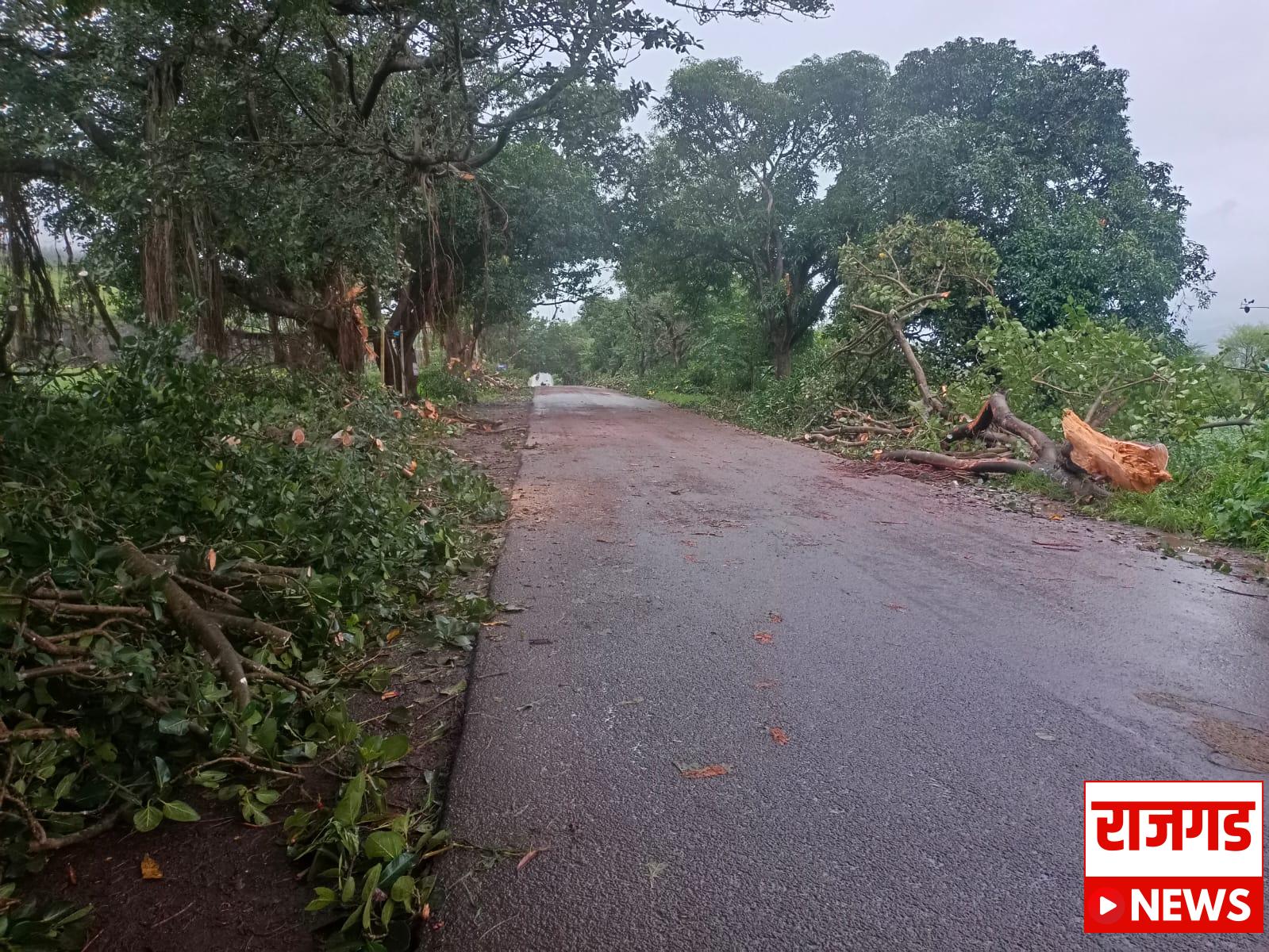 महाड-पढंरपूर रस्ता रुंदीकरणात पूरातन वृक्षांची मोठ्या प्रमाणावर तोड; वृक्षांची लागवड करण्याची वृक्षप्रेमींची मागणी