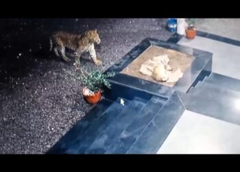 दौंडः येथील राहू परिसरात बिबट्याचा हैदोस; नागरिकांमध्ये घबराहटीचे वातावरण