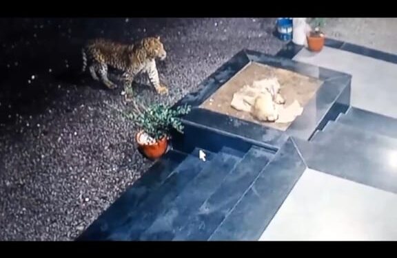 दौंडः येथील राहू परिसरात बिबट्याचा हैदोस; नागरिकांमध्ये घबराहटीचे वातावरण