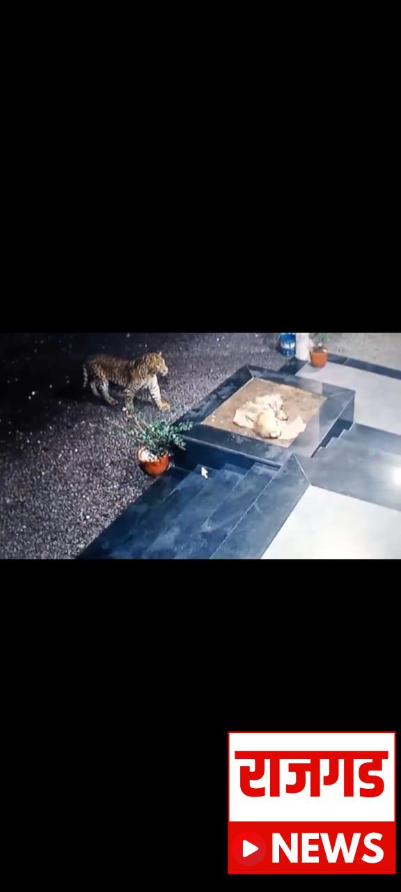 दौंडः येथील राहू परिसरात बिबट्याचा हैदोस; नागरिकांमध्ये घबराहटीचे वातावरण