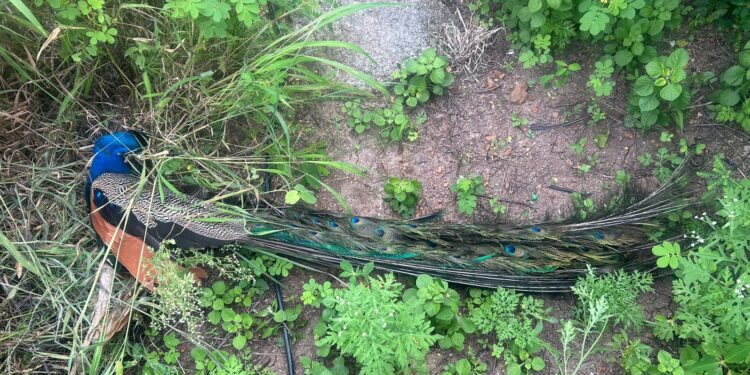 कान्हूर मेसाईः विजेच्या तारेचा धक्का लागून ३ वर्षांच्या नर मोराचा मृत्यू