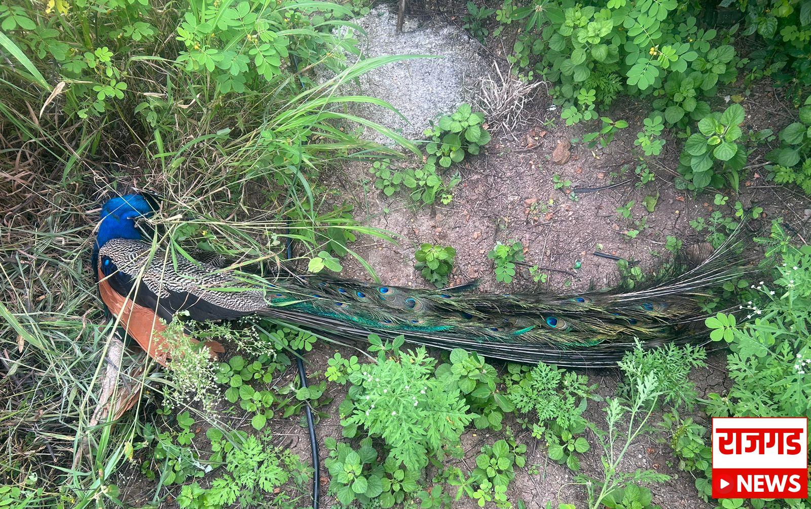 कान्हूर मेसाईः विजेच्या तारेचा धक्का लागून ३ वर्षांच्या नर मोराचा मृत्यू