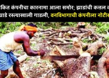 नामांकित कंपनीचा कारनामा आला समोर; झाडांची कत्तल करुन झाडे रस्त्याखाली गाडली, वनविभागाची कंपनीला नोटीस