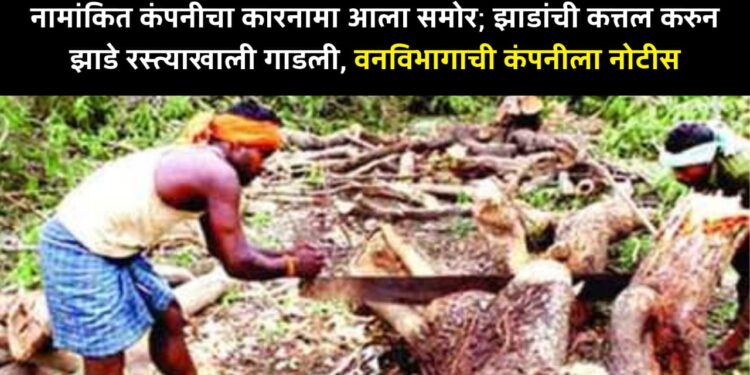 नामांकित कंपनीचा कारनामा आला समोर; झाडांची कत्तल करुन झाडे रस्त्याखाली गाडली, वनविभागाची कंपनीला नोटीस