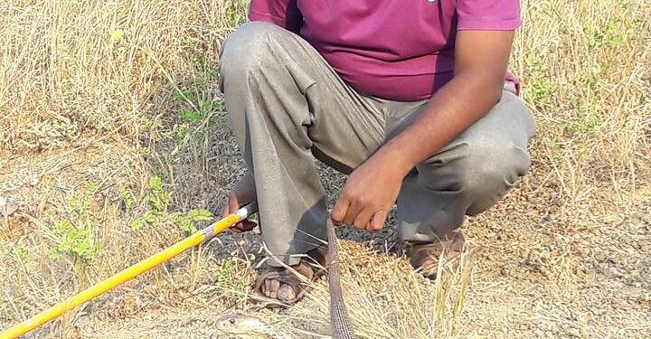 जनजागृतीः सर्पाला स्किटच्या साह्यानेच हाताळावे: सर्पमित्र उन्मेश बारभाई यांचे सर्पमित्रांना आवाहन; सर्पाला हाताने पकडल्याने अनेकांना सर्पदंश