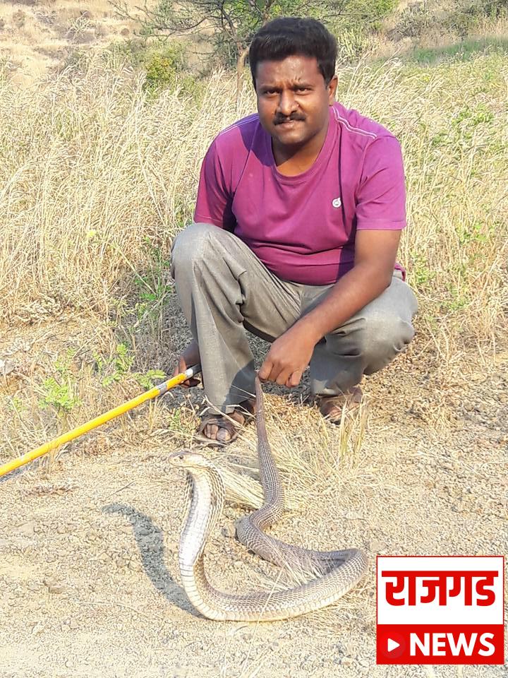 जनजागृतीः सर्पाला स्किटच्या साह्यानेच हाताळावे: सर्पमित्र उन्मेश बारभाई यांचे सर्पमित्रांना आवाहन; सर्पाला हाताने पकडल्याने अनेकांना सर्पदंश