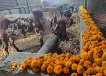 भोरः राज्य सरकारच्या ‘राज्यमाता-गोमाता’ निर्णयाचे स्वागत; निर्णयामुळे देशी गायींचे पालन पोषण करणाऱ्या पशुपालकास प्रेरणा मिळणारः गोसेवक अमित दादा पाटील