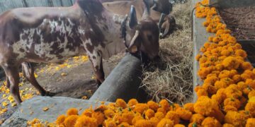भोरः राज्य सरकारच्या ‘राज्यमाता-गोमाता’ निर्णयाचे स्वागत; निर्णयामुळे देशी गायींचे पालन पोषण करणाऱ्या पशुपालकास प्रेरणा मिळणारः गोसेवक अमित दादा पाटील