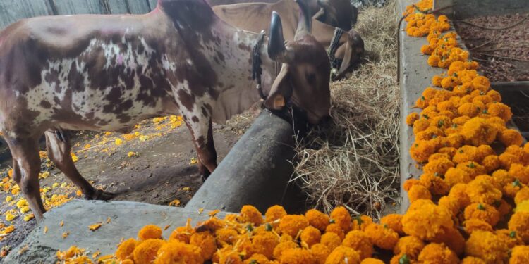 भोरः राज्य सरकारच्या ‘राज्यमाता-गोमाता’ निर्णयाचे स्वागत; निर्णयामुळे देशी गायींचे पालन पोषण करणाऱ्या पशुपालकास प्रेरणा मिळणारः गोसेवक अमित दादा पाटील