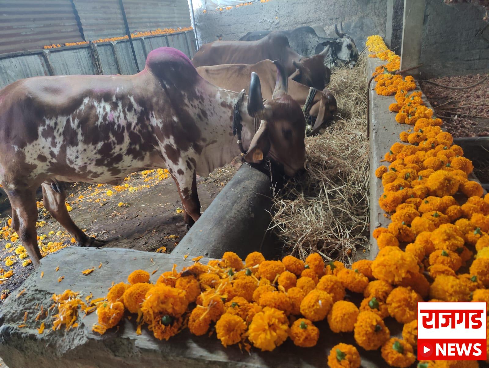 भोरः राज्य सरकारच्या ‘राज्यमाता-गोमाता’ निर्णयाचे स्वागत; निर्णयामुळे देशी गायींचे पालन पोषण करणाऱ्या पशुपालकास प्रेरणा मिळणारः गोसेवक अमित दादा पाटील