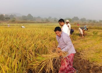 वेळवंड खोऱ्यात पहाटे भात कापणीला पसंती ; रब्बी हंगामातील पीक पेरणीसाठी भात खाचरे मोकळी करण्यासाठी शेतकऱ्यांची लगबग