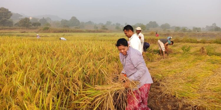 वेळवंड खोऱ्यात पहाटे भात कापणीला पसंती ; रब्बी हंगामातील पीक पेरणीसाठी भात खाचरे मोकळी करण्यासाठी शेतकऱ्यांची लगबग