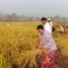 वेळवंड खोऱ्यात पहाटे भात कापणीला पसंती ; रब्बी हंगामातील पीक पेरणीसाठी भात खाचरे मोकळी करण्यासाठी शेतकऱ्यांची लगबग