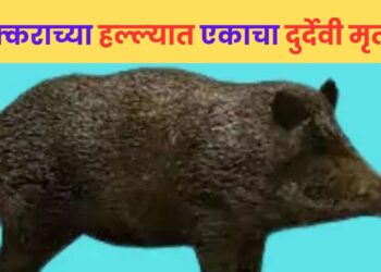काय सांगता…! नैसर्गिक विधीसाठी गेलेल्या व्यक्तीवर डुक्कराचा हल्ला; हल्ल्यात एकाचा दुर्देवी मूत्यू, उरळी कांचन येथील घटना