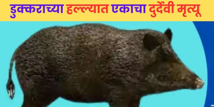 काय सांगता…! नैसर्गिक विधीसाठी गेलेल्या व्यक्तीवर डुक्कराचा हल्ला; हल्ल्यात एकाचा दुर्देवी मूत्यू, उरळी कांचन येथील घटना