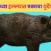 काय सांगता…! नैसर्गिक विधीसाठी गेलेल्या व्यक्तीवर डुक्कराचा हल्ला; हल्ल्यात एकाचा दुर्देवी मूत्यू, उरळी कांचन येथील घटना