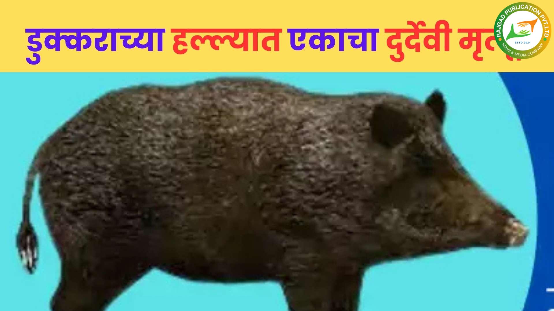 काय सांगता…! नैसर्गिक विधीसाठी गेलेल्या व्यक्तीवर डुक्कराचा हल्ला; हल्ल्यात एकाचा दुर्देवी मूत्यू, उरळी कांचन येथील घटना