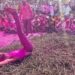 काटेबारसः हर हर भोलेच्या भक्तीनिनादात काट्यांच्या ढिगाऱ्यात 250 हून अधिक भक्तगणांनी घेतली उडी; हजारो भाविक भक्तांनी प्रसिद्ध ज्योतिर्लिंग यात्रेसाठी दर्शवली उपस्थिती