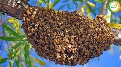 मधमाशांचा हल्लाः राजगड किल्ल्यावर मधमाशांचा पर्यटकांवर हल्ला, घटनेत ४५ पर्यटक जखमी, तर ४ जणांची प्रकृती गंभीर