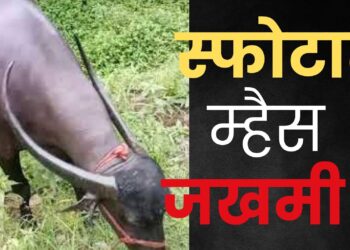 वीसगाव खोरेः प्लॅास्टिकच्या पिशवीवर म्हशीचा पडला पाय अन् झाला ‘स्फोट’; घटनेत म्हैस जखमी, पशुवैद्यकीय अधिकाऱ्यांकडून उपचार सुरू