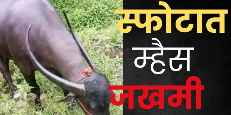 वीसगाव खोरेः प्लॅास्टिकच्या पिशवीवर म्हशीचा पडला पाय अन् झाला ‘स्फोट’; घटनेत म्हैस जखमी, पशुवैद्यकीय अधिकाऱ्यांकडून उपचार सुरू