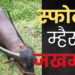 वीसगाव खोरेः प्लॅास्टिकच्या पिशवीवर म्हशीचा पडला पाय अन् झाला ‘स्फोट’; घटनेत म्हैस जखमी, पशुवैद्यकीय अधिकाऱ्यांकडून उपचार सुरू