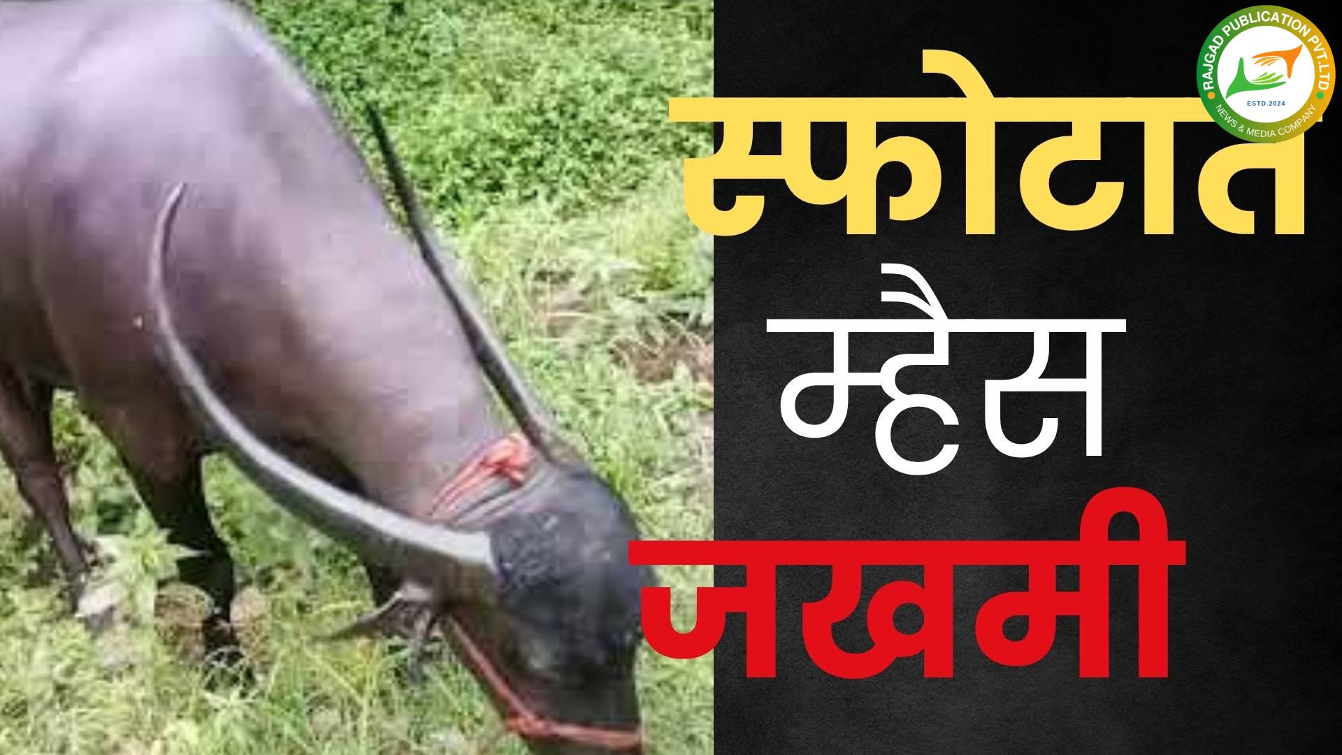 वीसगाव खोरेः प्लॅास्टिकच्या पिशवीवर म्हशीचा पडला पाय अन् झाला ‘स्फोट’; घटनेत म्हैस जखमी, पशुवैद्यकीय अधिकाऱ्यांकडून उपचार सुरू