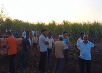 दौंडमध्ये बिबट्या बनला नरभक्षक ! बिबट्याच्या हल्ल्यात शेतकरी महिलेचा मृत्यू