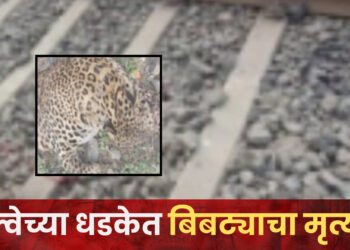 दुर्देवी….! सोलापूरच्या दिशेने जाणाऱ्या एक्सप्रेस रेल्वेने बिबट्याला उडवले; घटनेत बिबट्याचा अंत, दौंड तालुक्यातील यवत येथील घटना
