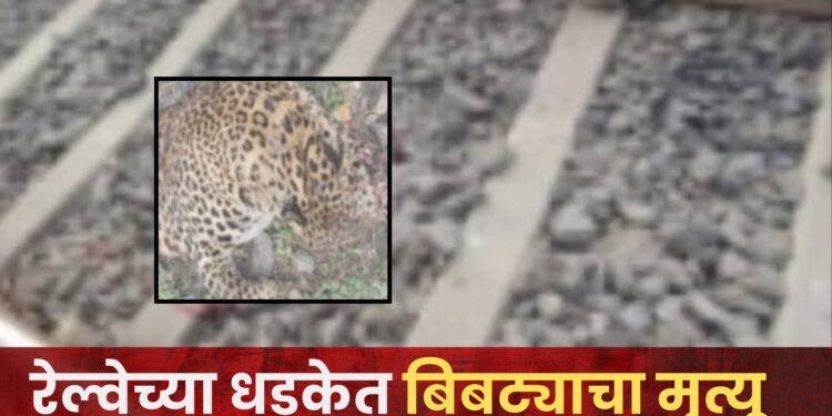 दुर्देवी….! सोलापूरच्या दिशेने जाणाऱ्या एक्सप्रेस रेल्वेने बिबट्याला उडवले; घटनेत बिबट्याचा अंत, दौंड तालुक्यातील यवत येथील घटना